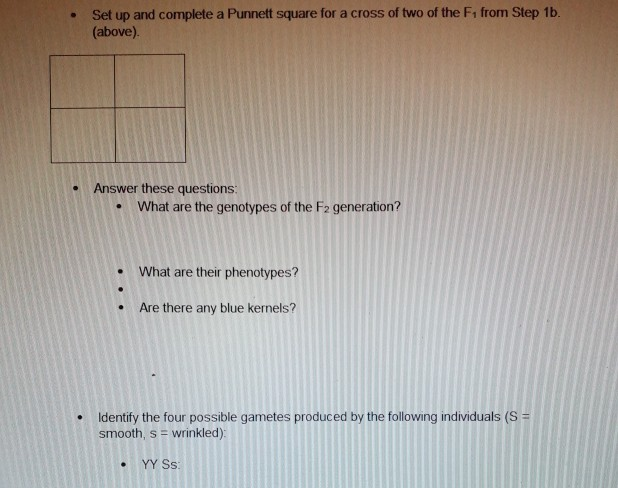 Solved Set Up And Complete A Punnett Square For A Cross Of | Chegg.com