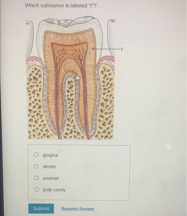 Solved ArtBased Question The Reproductive System Question
