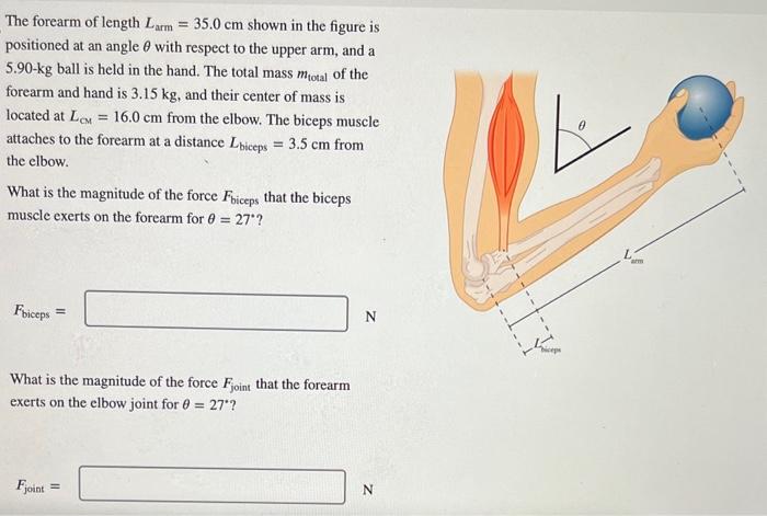 Solved The forearm of length Larm =35.0 cm shown in the | Chegg.com