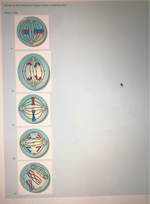 Solved How is genetic variation increased during sexual | Chegg.com