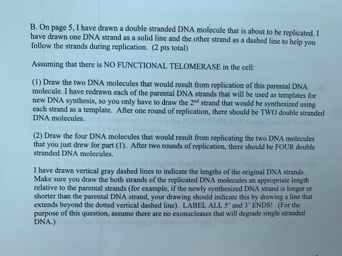 Solved B. On page 5, I have drawn a double stranded DNA | Chegg.com