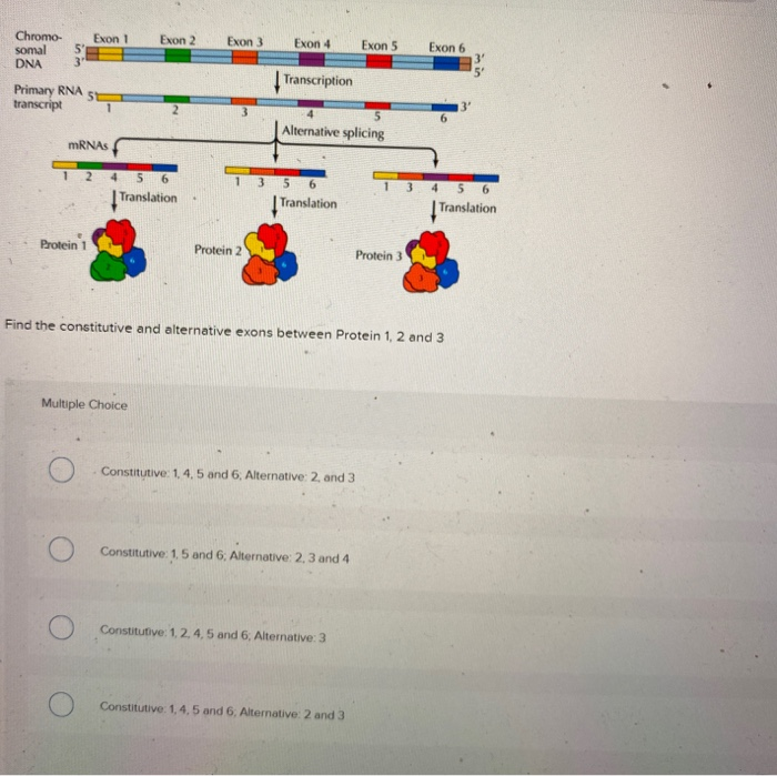 Solved Consider the following mRNA from a eukaryotic | Chegg.com