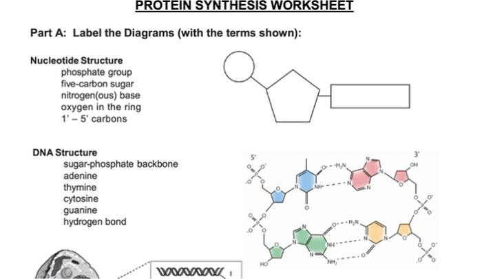 dna model carbon