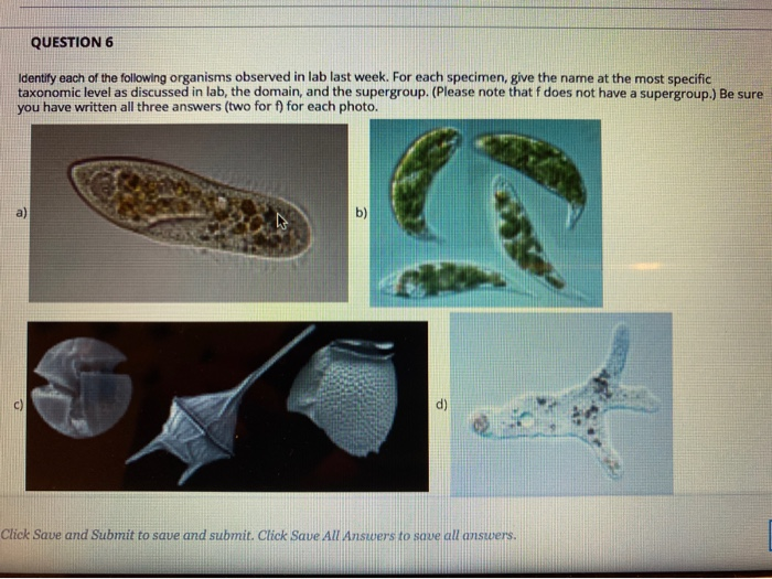 Solved QUESTION 6 Identify Each Of The Following Organisms | Chegg.com