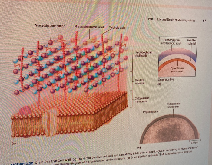 Solved a Draw or copy and paste a Gram-positive and a | Chegg.com