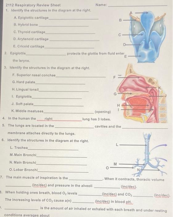 Solved 2112 Respiratory Review Sheet Name: 1. Identify the | Chegg.com
