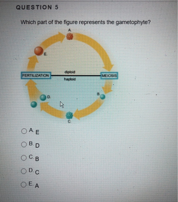 Solved Question 2 The Closest Living Relatives Of Land Pl Chegg Com