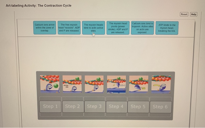 Solved Art labeling Activity The Contraction Cycle Help Chegg