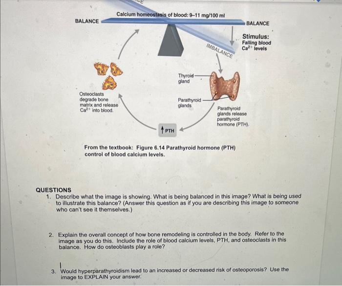 Solved From the textbook: Figure 6.14 Parathyroid hormone | Chegg.com
