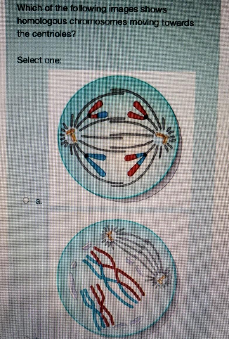 Solved Which of the following images shows homologous | Chegg.com