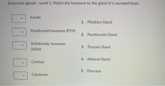Solved Other Endocrine Glands - Match the following | Chegg.com