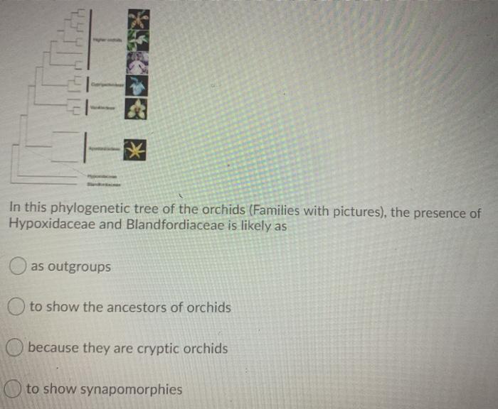 Solved LID In this phylogenetic tree of the orchids | Chegg.com