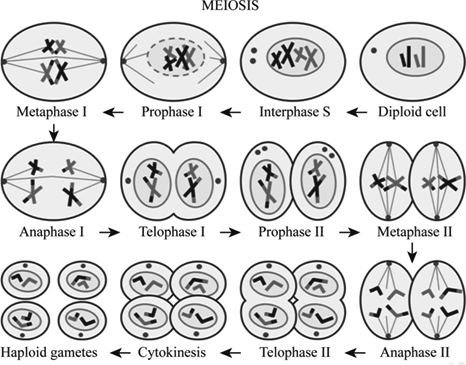 meiosis mitosis cell ii cycle cells through number division which end study chegg definition biology four formation haploid