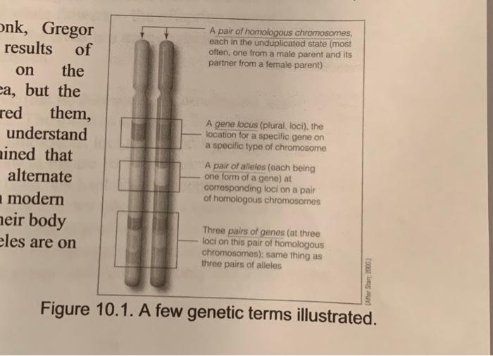 Solved Assume that the chromosomes shown in Figure 10.1 are | Chegg.com