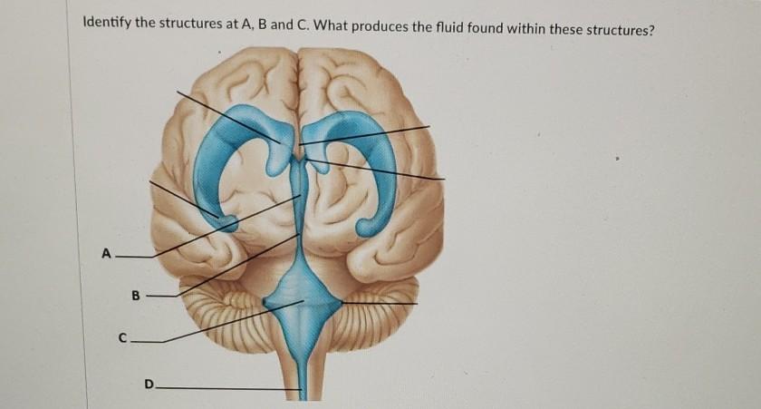 Solved Identify the structures at A, B and C. What produces | Chegg.com