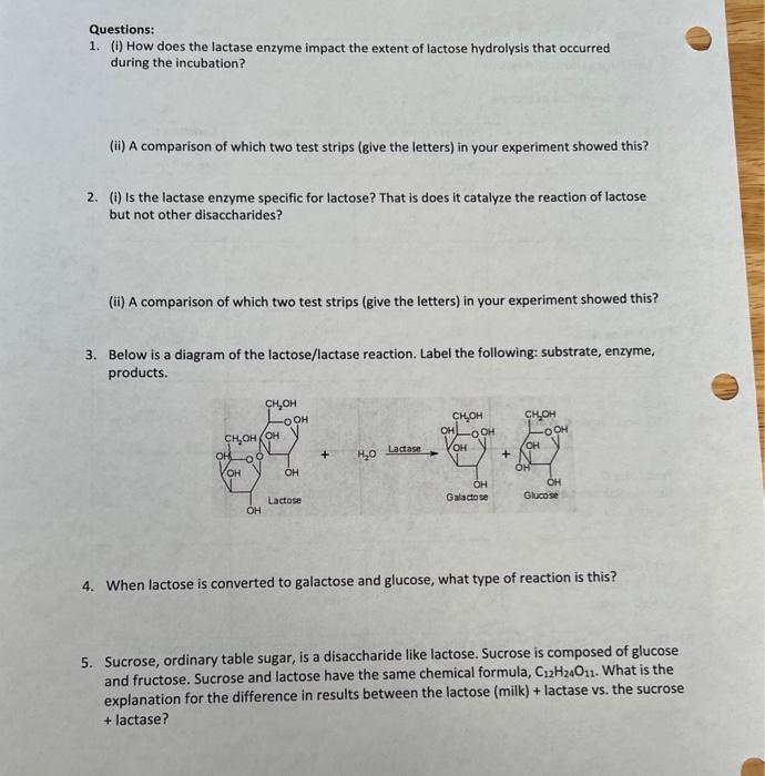 Solved Questions 1. (i) How does the lactase enzyme impact