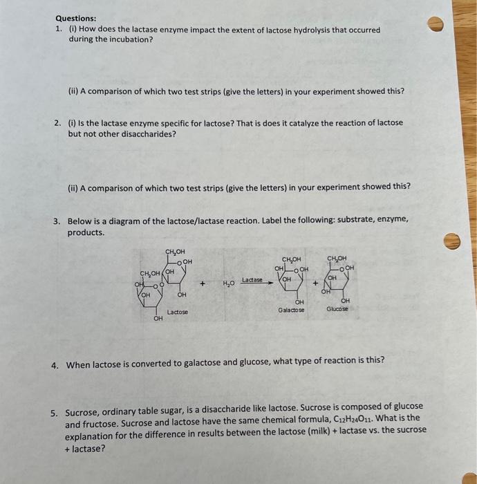 Solved Questions: 1. (i) How Does The Lactase Enzyme Impact | Chegg.com