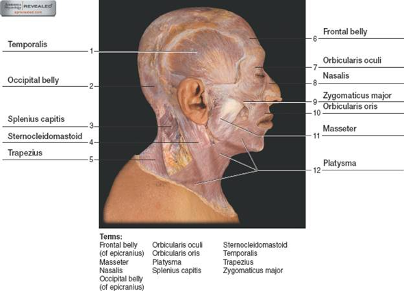 Chapter 22 Solutions | Laboratory Manual For Human Anatomy & Physiology ...