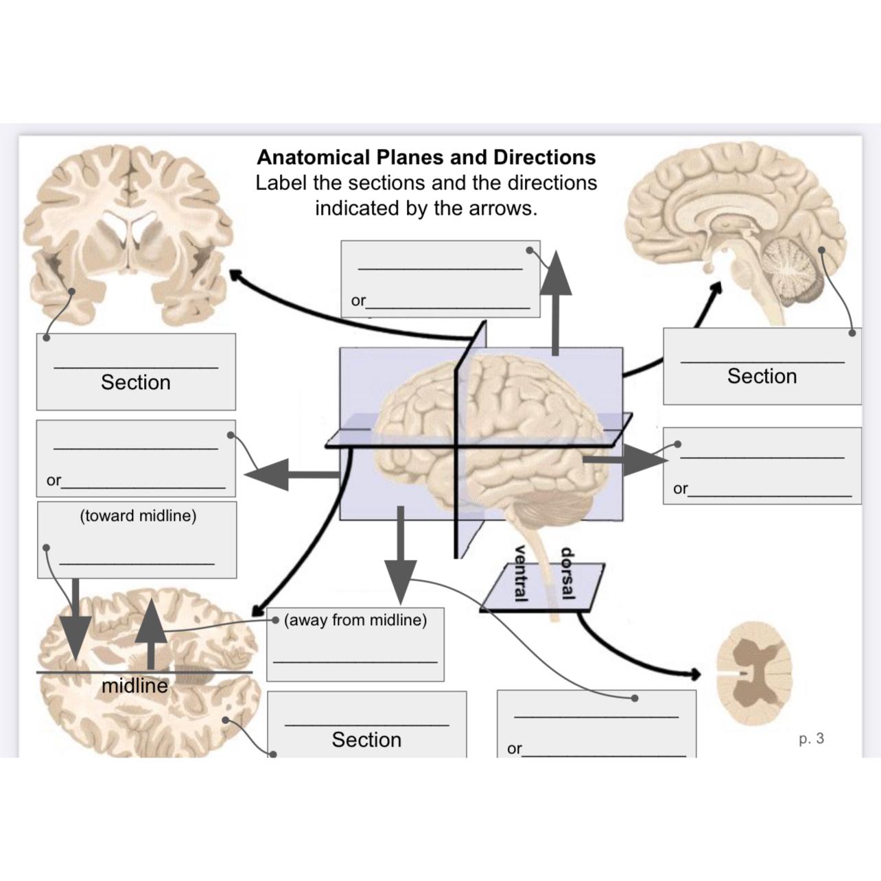 Solved Anatomical Planes and directions | Chegg.com