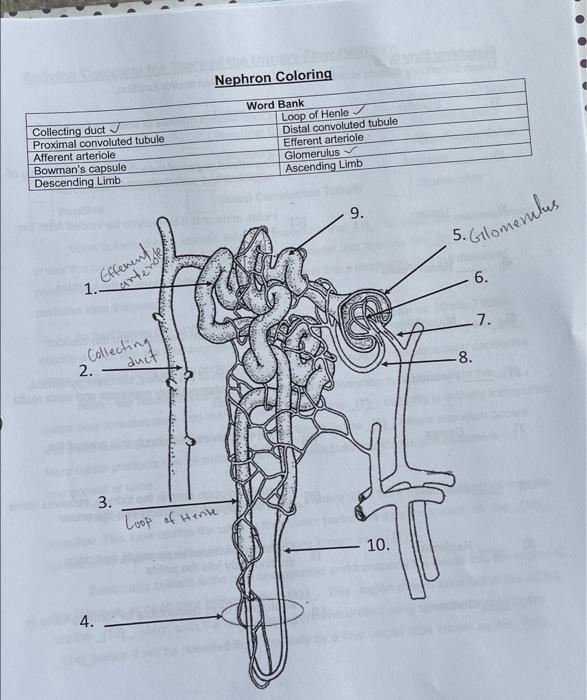 Solved Nephron Coloring Collecting duct Proximal convoluted | Chegg.com