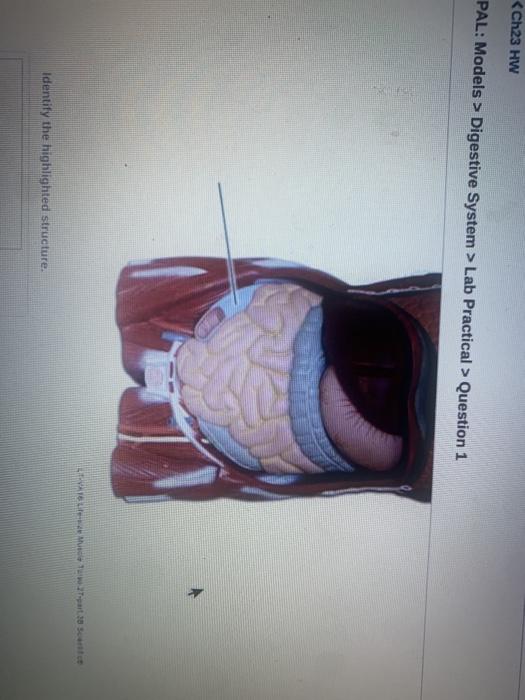 Solved Digestive System > Lab Practical > Question 1 Mat 38