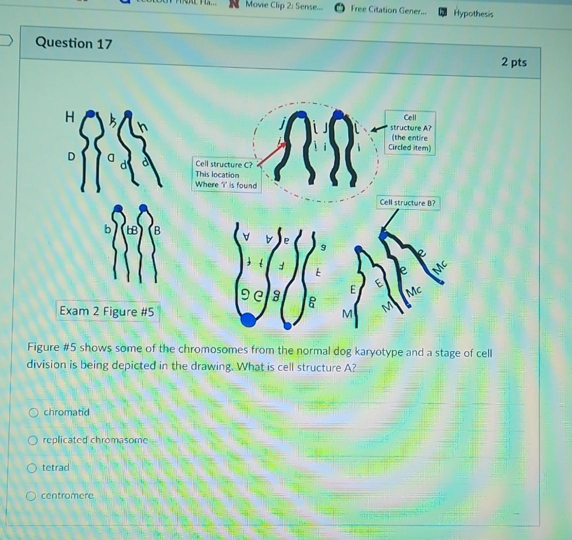 Figure \#5 shows some of the chromosomes from the | Chegg.com