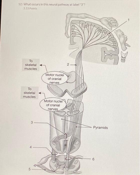Solved 12) What occurs in this neural pathway at label " 3 Biology Diagrams