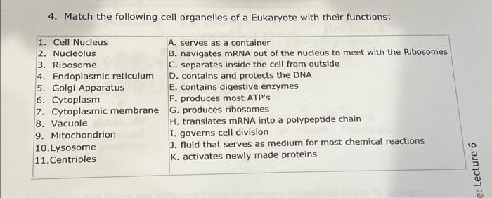 Solved 4. Match the following cell organelles of a Eukaryote | Chegg.com