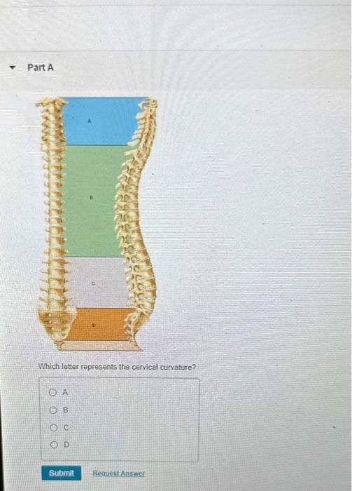 Solved Which letter represents the cervical curvature? A B C | Chegg.com