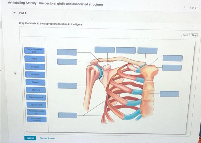 Solved Label the structures of the pectoral girdle and