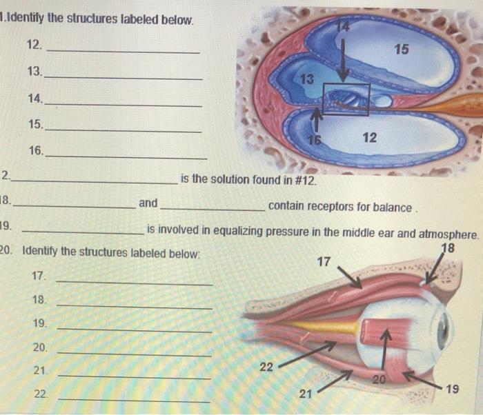 Solved 1. Identify the structures labeled below. 12. 15 13. | Chegg.com