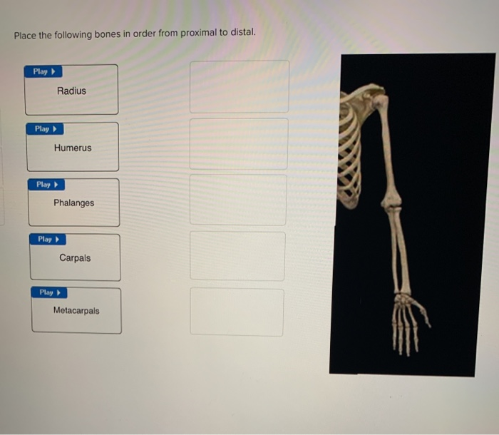 Solved: Place The Following Bones In Order From Proximal T... | Chegg.com