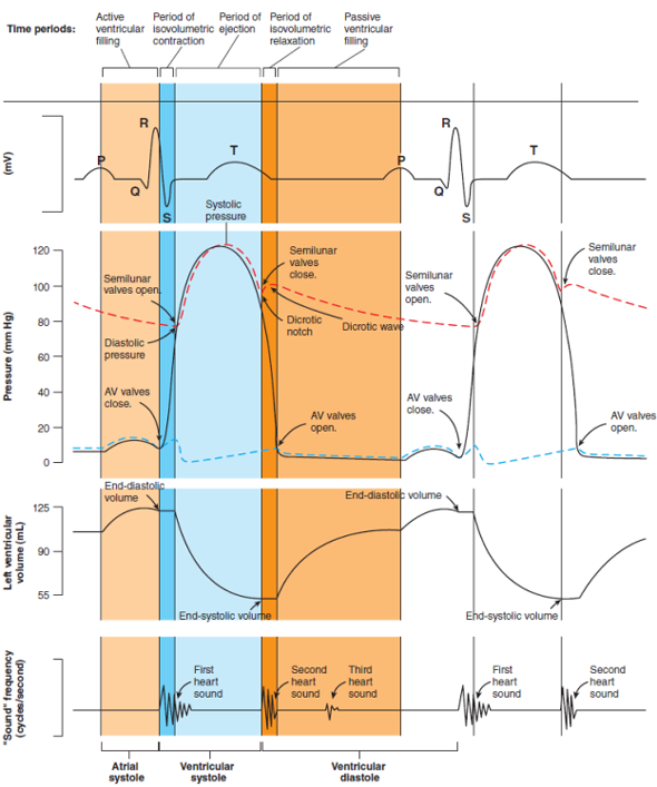 Solved: List the five periods of the cardiac cycle (see figure ...