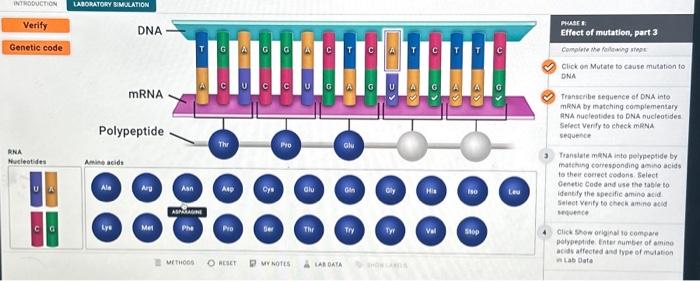 Musts. Effect of mutation, part 3 Cowplere the | Chegg.com