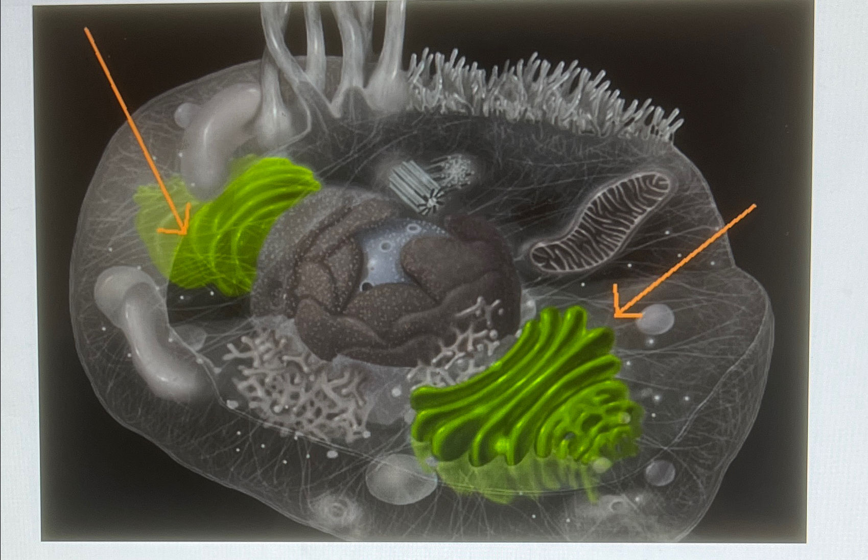 Solved function of the highlighted organelle | Chegg.com