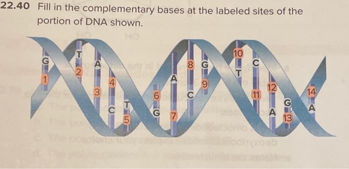 Solved 22.40 Fill in the complementary bases at the labeled | Chegg.com