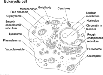 Vacuole Structure Drawing - Aflam-Neeeak