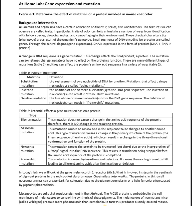 Solved At-Home Lab: Gene Expression And Mutation Mutation | Chegg.com