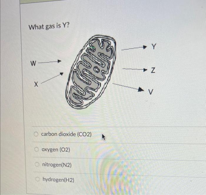 Solved What gas is Y ? carbon dioxide (CO2) oxygen (O2) | Chegg.com