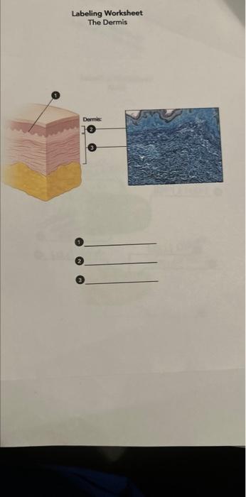 Solved 1 Labeling Worksheet The Dermis 1 2 3 Dermis: 2 3 | Chegg.com