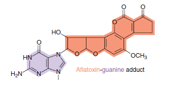Solved Aflatoxin B1 Is A Highly Mutagenic And Carcinogenic Com Chegg Com