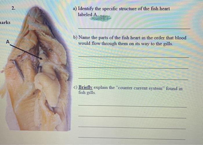 Fish Heart Diagram