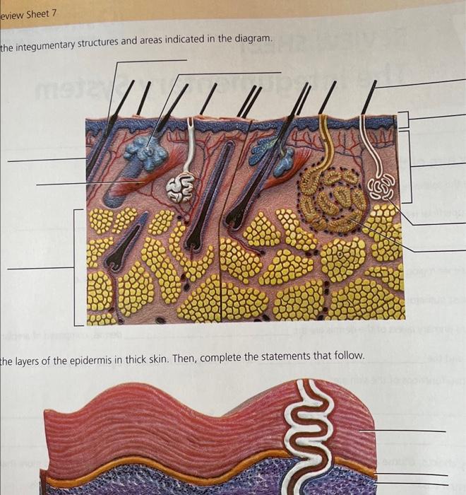 Solved eview Sheet 7 the integumentary structures and areas | Chegg.com