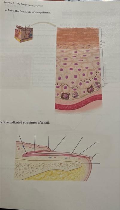 Solved 82Exercise 7 The Integumentary System 321083X 2. | Chegg.com