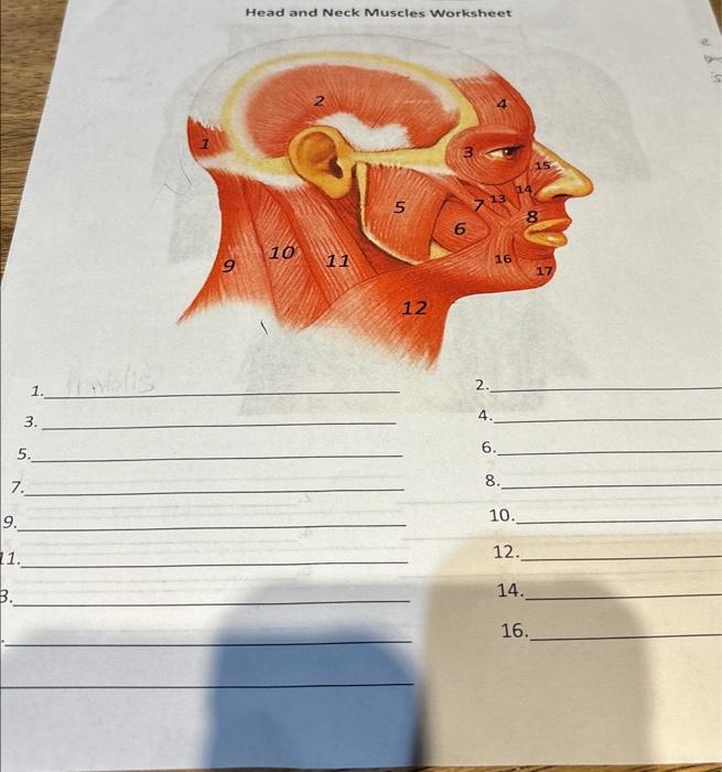 Solved Head And Neck Muscles Worksheet 1. 2. 3. 4. 5. 6. 8. | Chegg.com