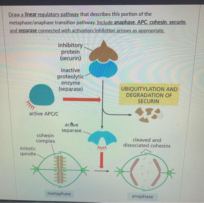Solved Draw a linear regulatory_pathway that describes this | Chegg.com