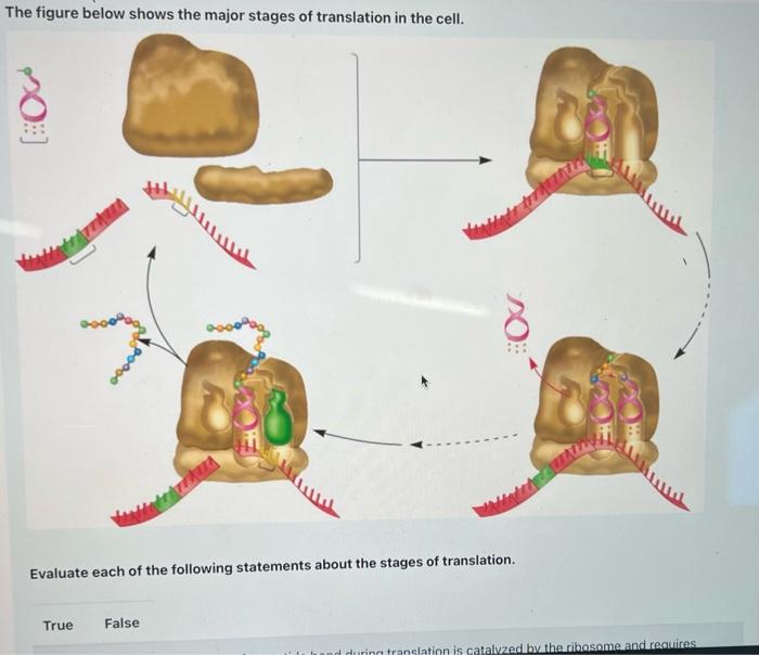 Solved The figure below shows the major stages of | Chegg.com