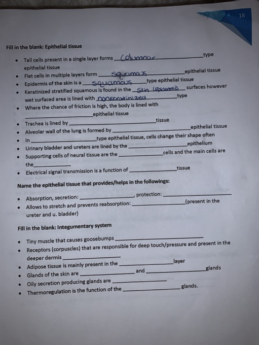 Solved 18 Fill in the blank: Epithelial tissue type Tall | Chegg.com