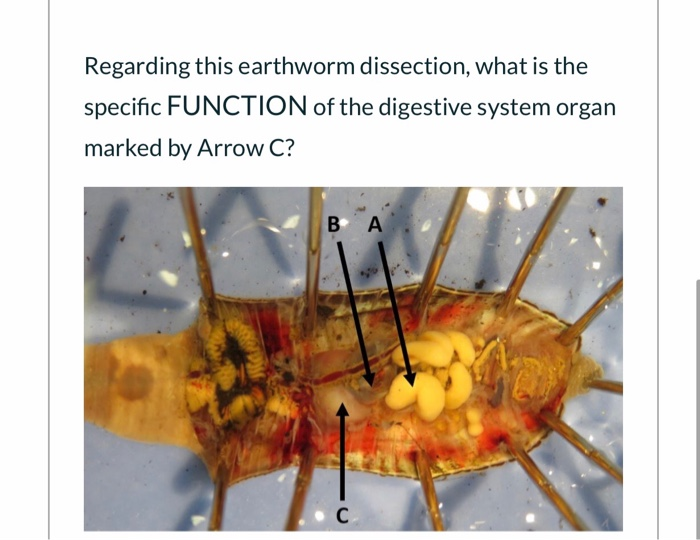 Regarding this earthworm dissection, what is the | Chegg.com