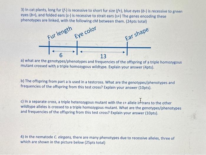 Solved 3) In cat plants, long fur (f−) is recessive to short | Chegg.com